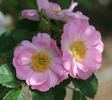 Catherine Seyton rose photo