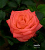 Annabelle rose photo