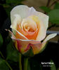 Apricot Moon rose photo