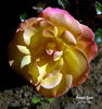 Bengal Tiger ™ rose photo