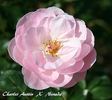Mermaid of Zennor rose photo