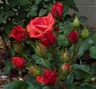 Tabasco Cat rose photo
