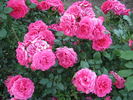 Maritim rose photo