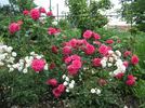 Maritim rose photo
