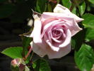 Smoke Signals rose photo
