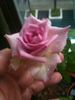 Avant Garde® rose photo