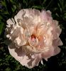 P. lactiflora 'Immaculee' peony photo