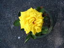 Canary Diamond ™ rose photo