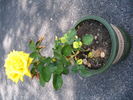 Canary Diamond ™ rose photo