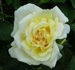 Mrs. Arthur Curtiss James rose photo