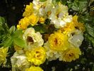 Adson von Melk rose photo