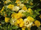 Adson von Melk rose photo