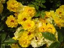 Adson von Melk rose photo