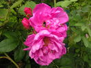 Rokoko rose photo