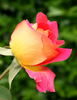 Papilio rose photo