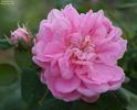 Bouquet de Vénus rose photo