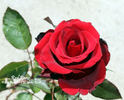 Red Paris rose photo