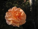It's Showtime rose photo