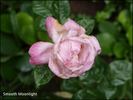 Smooth Moonlight ™ rose photo