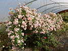 0-47-19 rose photo