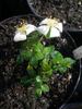 2BY2XNESSPPD rose photo