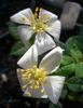 2BY2XNESSPPD rose photo