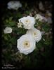 Ivory Palace rose photo