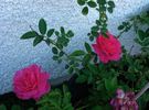 Duftendes Weisskirchen rose photo