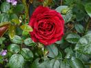 Belkanto rose photo