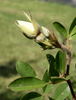 R. clinophylla rose photo
