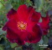 Hester Prynne rose photo