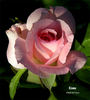 Kisme rose photo