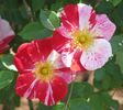 Dorothy Rose rose photo