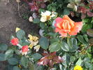 Heart Of Gold rose photo
