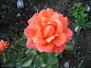 Heart Of Gold rose photo