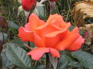 Heart Of Gold rose photo