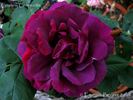 Granny Grimmetts rose photo