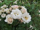 White Mountains rose photo