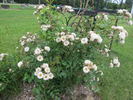 White Mountains rose photo