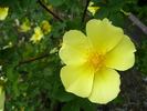 Ormiston Roy rose photo