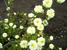 Kilwinning rose photo