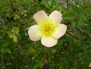 Lord Penzance rose photo