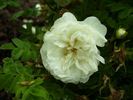 Isa Murdock rose photo