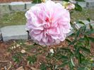 Prairie Sweetheart rose photo