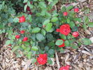 Brilliant Veranda ® rose photo