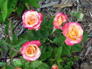 Conundrum ™ rose photo