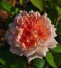 English Elegance rose photo