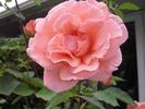 Herself rose photo