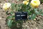 Gene Tierney ® rose photo