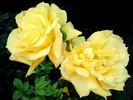 Coucou rose photo